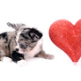 Marly Blue Merle LC Teacup Boy
