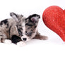 Marly Blue Merle LC Teacup Boy