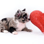 Marly Blue Merle LC Teacup Boy