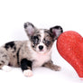 Marly Blue Merle LC Teacup Boy