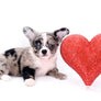 Marly Blue Merle LC Teacup Boy