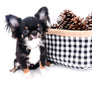 Birkin Doll Extreme Short Muzzle Boy