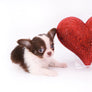 Romeo Tiny Micro Boy