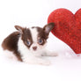 Romeo Tiny Micro Boy