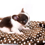Romeo Tiny Micro Boy