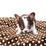 Romeo Tiny Micro Boy