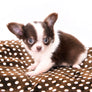 Romeo Tiny Micro Boy