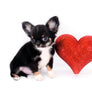 Birkin Doll Extreme Short Muzzle Boy