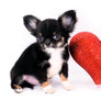 Birkin Doll Extreme Short Muzzle Boy