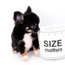 Birkin Doll Extreme Short Muzzle Boy