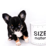 Birkin Doll Extreme Short Muzzle Boy