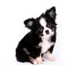 Pretty Lilo Teacup and loving boy.