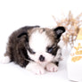Starbucks SC white sable Micro Boy