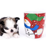 Starbucks SC white sable Micro Boy