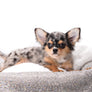 Stunning Short Muzzle Blue Merle Boy
