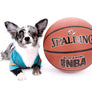 Marly Blue Merle LC Teacup Boy