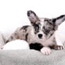 Marly Blue Merle LC Teacup Boy