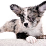 Marly Blue Merle LC Teacup Boy