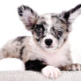 Marly Blue Merle LC Teacup Boy