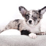 Marly Blue Merle LC Teacup Boy