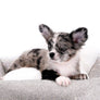 Marly Blue Merle LC Teacup Boy