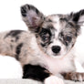 Marly Blue Merle LC Teacup Boy
