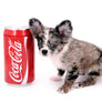 Marly Blue Merle LC Teacup Boy