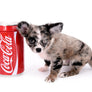Marly Blue Merle LC Teacup Boy