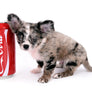 Marly Blue Merle LC Teacup Boy
