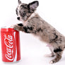 Marly Blue Merle LC Teacup Boy