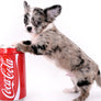 Marly Blue Merle LC Teacup Boy
