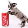 Marly Blue Merle LC Teacup Boy