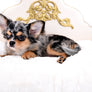 Stunning Short Muzzle Blue Merle Boy