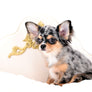 Stunning Short Muzzle Blue Merle Boy