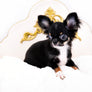 Birkin Doll Extreme Short Muzzle Boy