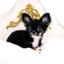 Birkin Doll Extreme Short Muzzle Boy