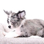 Marly Blue Merle LC Teacup Boy