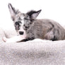 Marly Blue Merle LC Teacup Boy