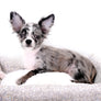 Marly Blue Merle LC Teacup Boy