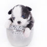 Rome Blue Lavender Blue Eyes Micro