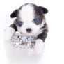 Rome Blue Lavender Blue Eyes Micro