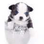 Rome Blue Lavender Blue Eyes Micro