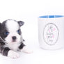 Rome Blue Lavender Blue Eyes Micro