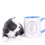Rome Blue Lavender Blue Eyes Micro