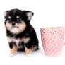 Melanie Micro Teacup Tricolor Girl