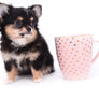 Melanie Micro Teacup Tricolor Girl