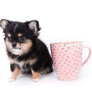 Melanie Micro Teacup Tricolor Girl