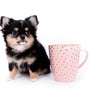 Melanie Micro Teacup Tricolor Girl