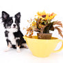 Pretty Lilo Teacup and loving boy.