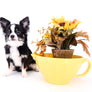 Pretty Lilo Teacup and loving boy.